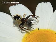 Araña cangrejo (Synema globosum)